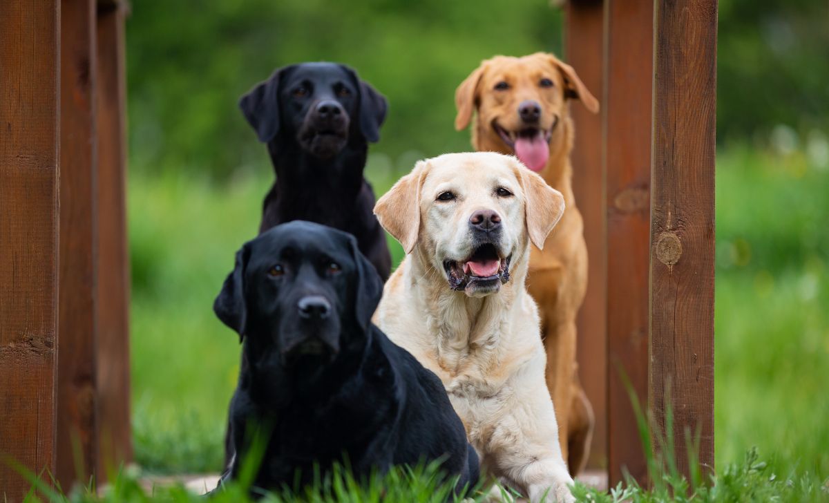 Willowtimle Labradors – Trusted Kennel Club Assured Breeders in the South West UK