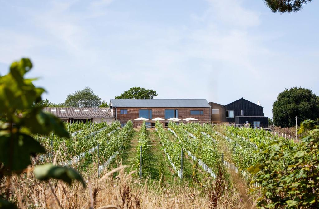 Tillingham Wines – Natural English Wines, Vineyard Stays & Tours in Rye