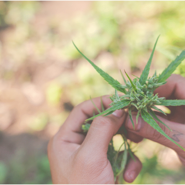 How Terpenes Influence the Flavour and Effects of Strains Like Guava and Gushers